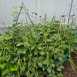 Lo que aprendí al plantar frijoles